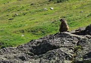 38 Marmotta di sentinella alla Val Roseg